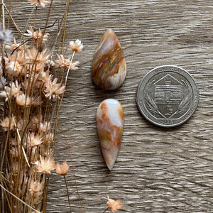 Petrified Wood (Idaho)