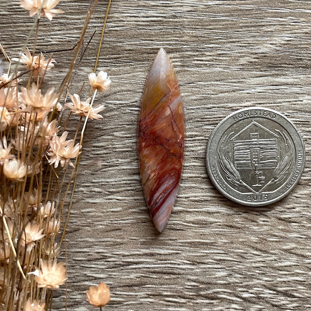 Petrified Wood (Idaho)